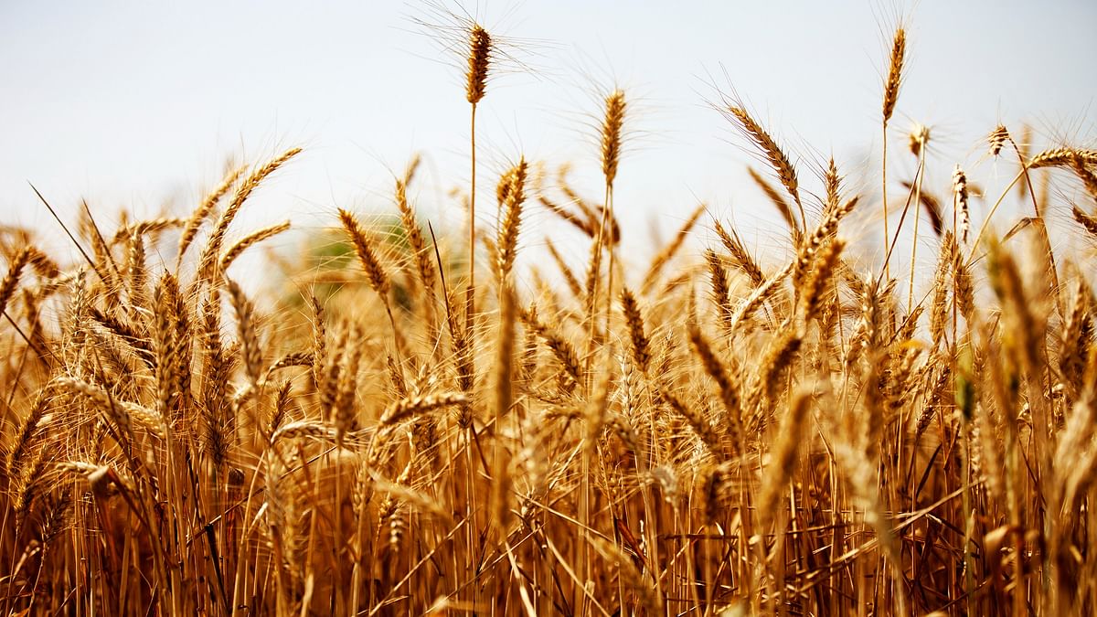 Jharkhand farmers stare at uncertainty as winter rain deficit hits Rabi crops