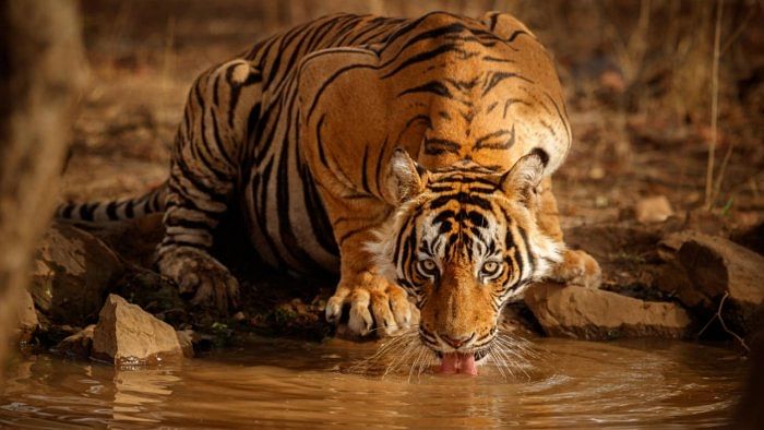 Management of tiger reserves today is too tiger-centric: Dr M K Ranjitsinh
