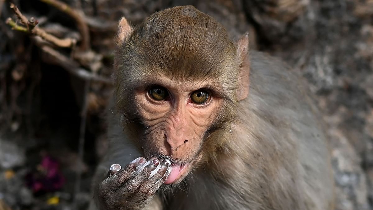 Pakistan authorities hand over 'Indian' monkey to street performer