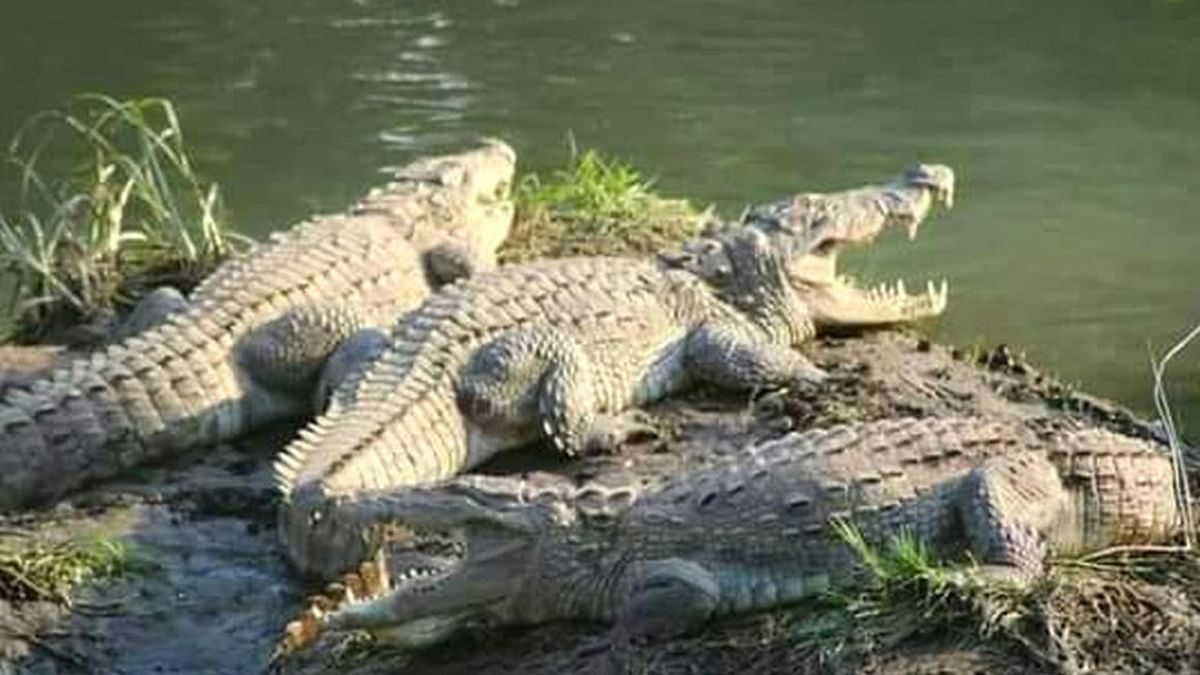 Scientific survey of crocodiles in Karnataka's Kali river soon