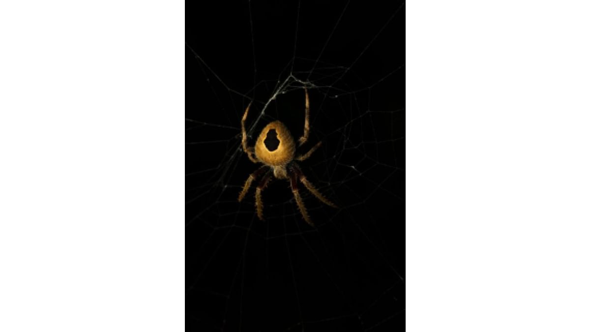 ‘Spider venom evolved with preying, defence patterns’