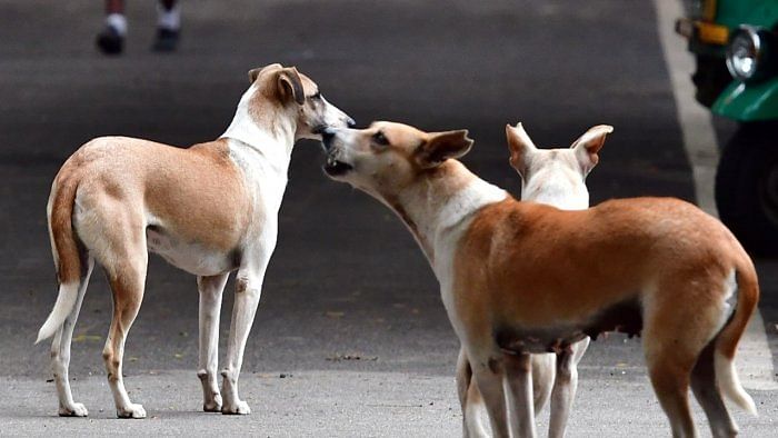 Surat toddler bitten savagely by dogs, succumbs in hospital