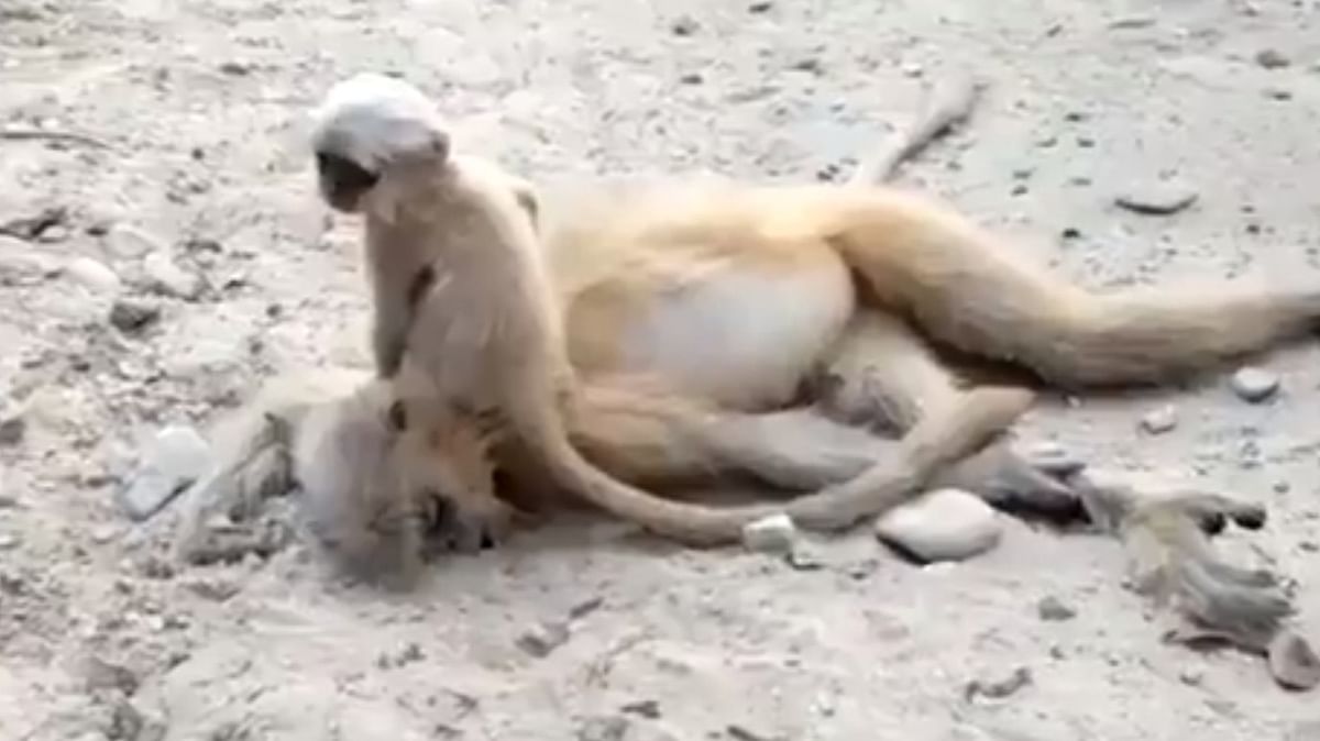 Baby Golden Langur tries to wake up mother killed by speeding vehicle in Assam, incident evokes outcry