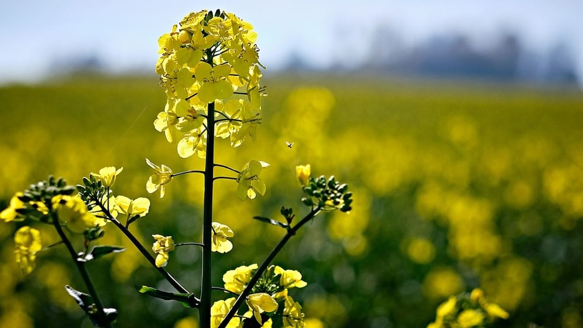 Frost, heat-wave hit India's rapeseed crop, dent yields