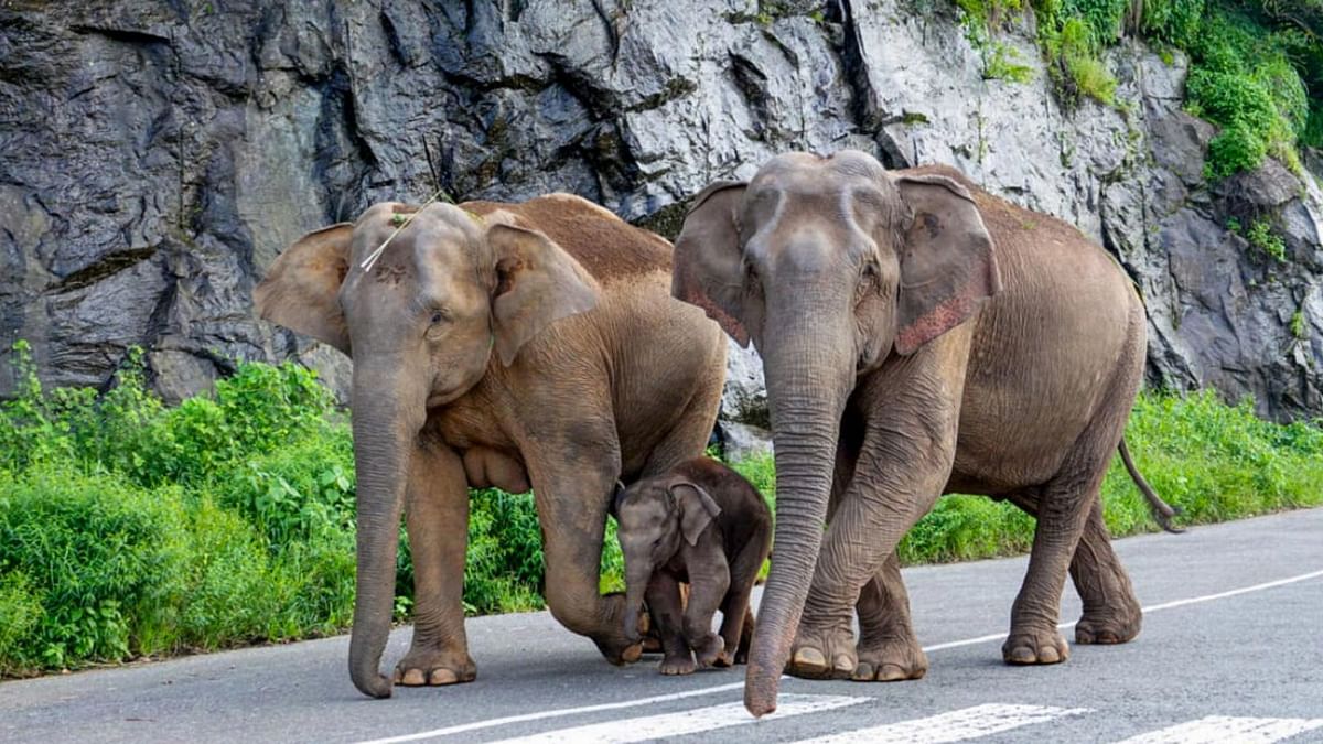 Green activists oppose darting and culling of wild animals in Kerala, urge to find alternatives