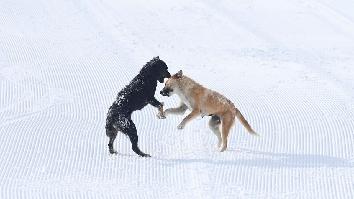 In Gulmarg's mountains, stray dogs are soldiers' companions, early warning system on LoC patrols