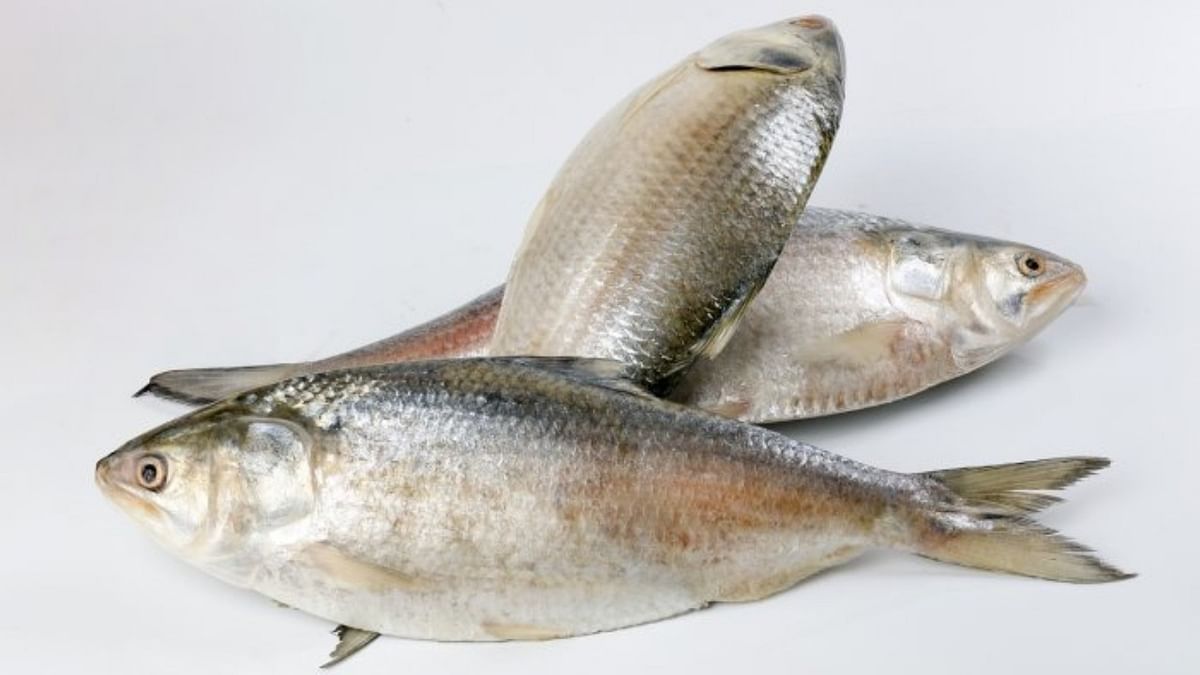 Hilsa on the menu: Missing for nearly 50 years, prized fish could make comeback on UP dinner tables