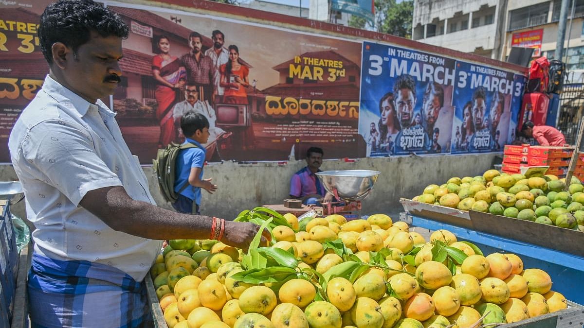 Yet again, not a fruitful year for Karnataka mango farmers