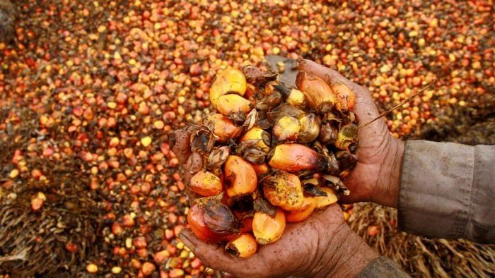 India considers raising palm oil import tax to help rapeseed farmers