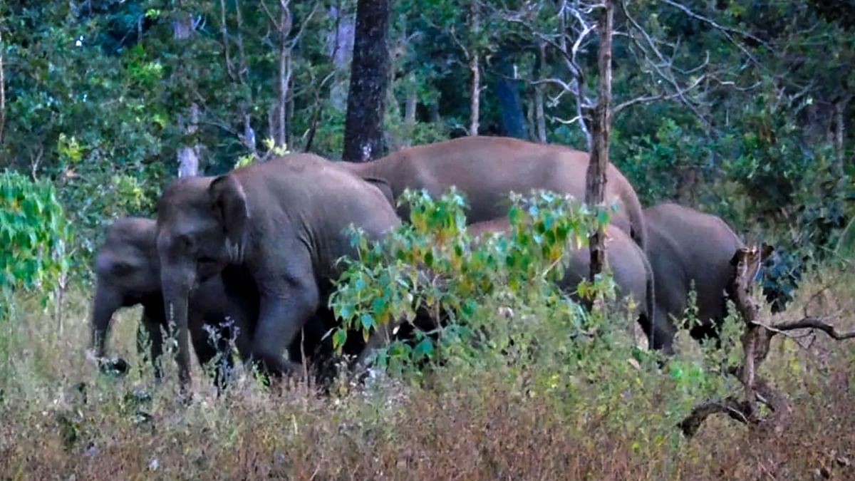 Three elephants electrocuted in TN, farm owner arrested for illegal electric fence