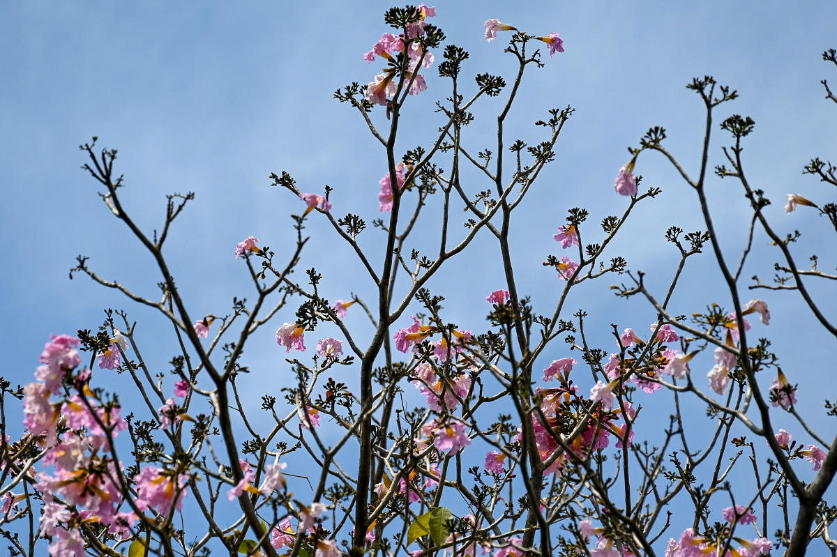 Hot weather shortens city’s ‘cherry blossom’ season
