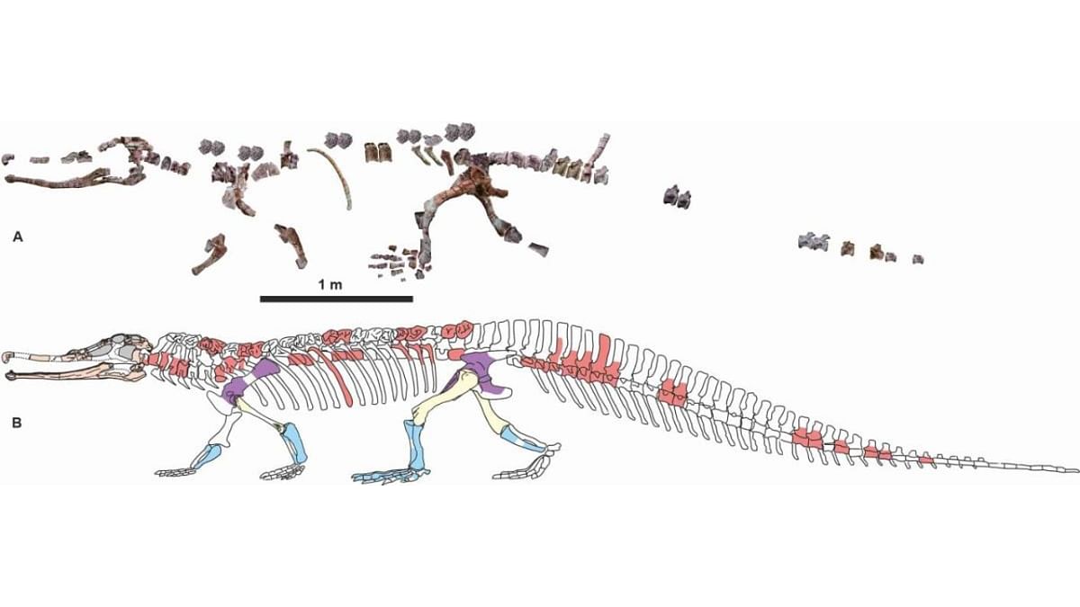 Madhya Pradesh fossil find throws light on croc ancestors
