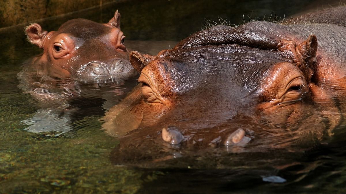 Hippopotamus attacks curator, security guard at Vadodara zoo