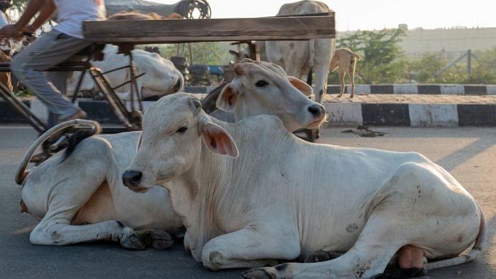 NITI Aayog suggests cow dung, cow urine to increase organic matter in soil