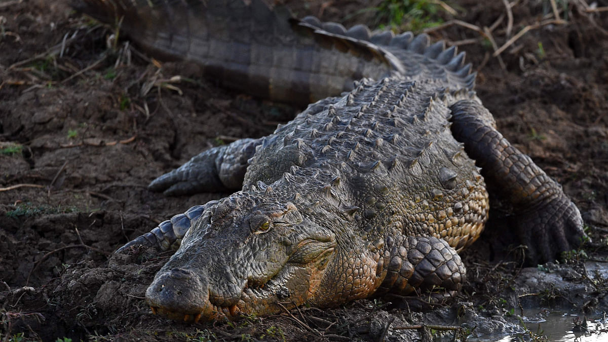 Crocodiles are uniquely protected against fungal infections. This might one day help human medicine too