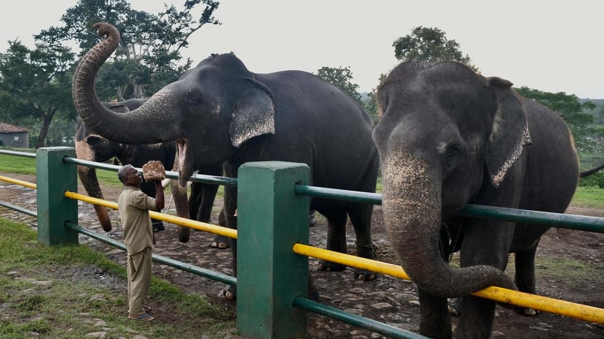 Tamil Nadu: How Theppakadu's topography has helped elephants to thrive