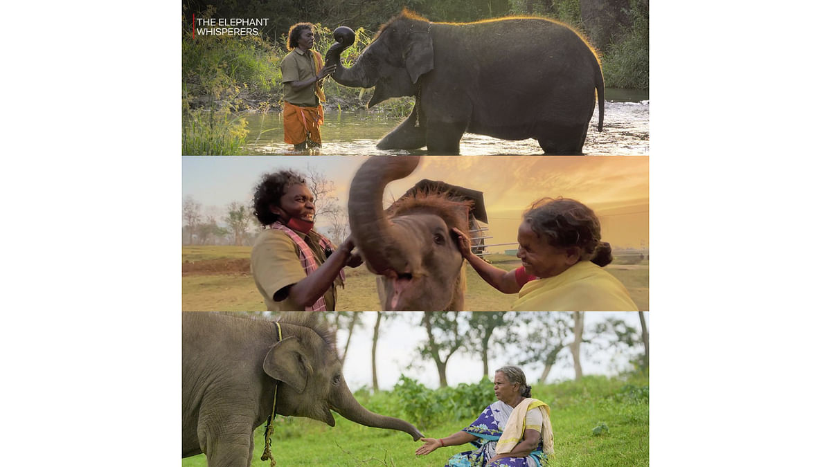 'The calves are like our own children': Meet Bomman and Bellie, the heroes of Oscar-winning short film 'The Elephant Whisperers'