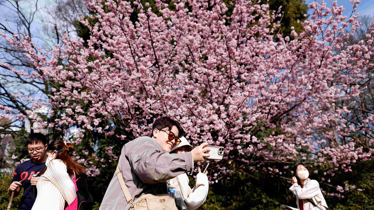 Record early start again for Tokyo's cherry blossoms