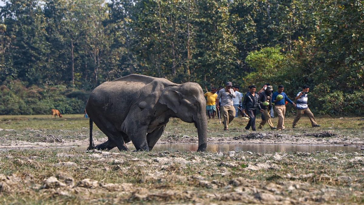 Two forest officials injured in elephant attack in Odisha