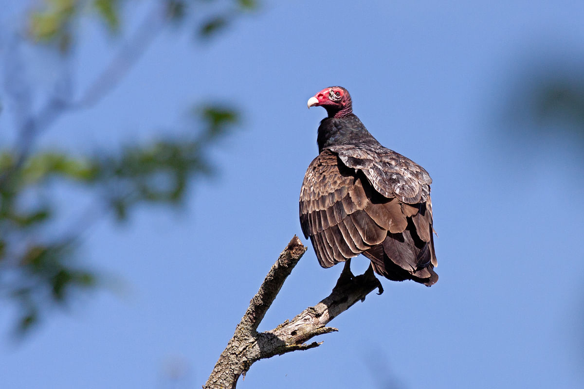 'Critically endangered' red-headed vulture sighted in Dudhwa National Park after many years