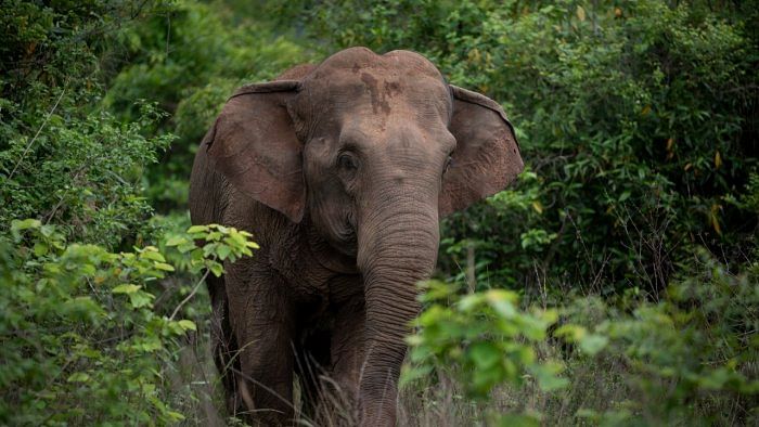 Mother elephant mourns death of calf in Karnataka
