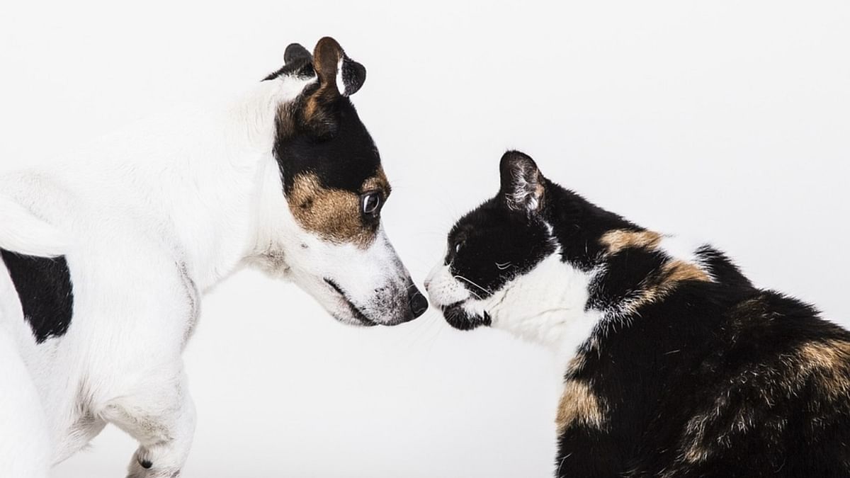 Your lovely pet dog or cat may lead to restless nights
