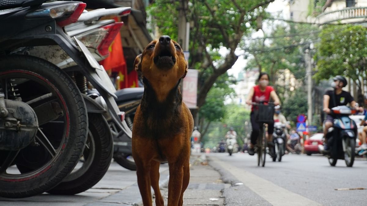 Stray dog attack: NGO holds awareness campaign in Delhi's Vasant Kunj