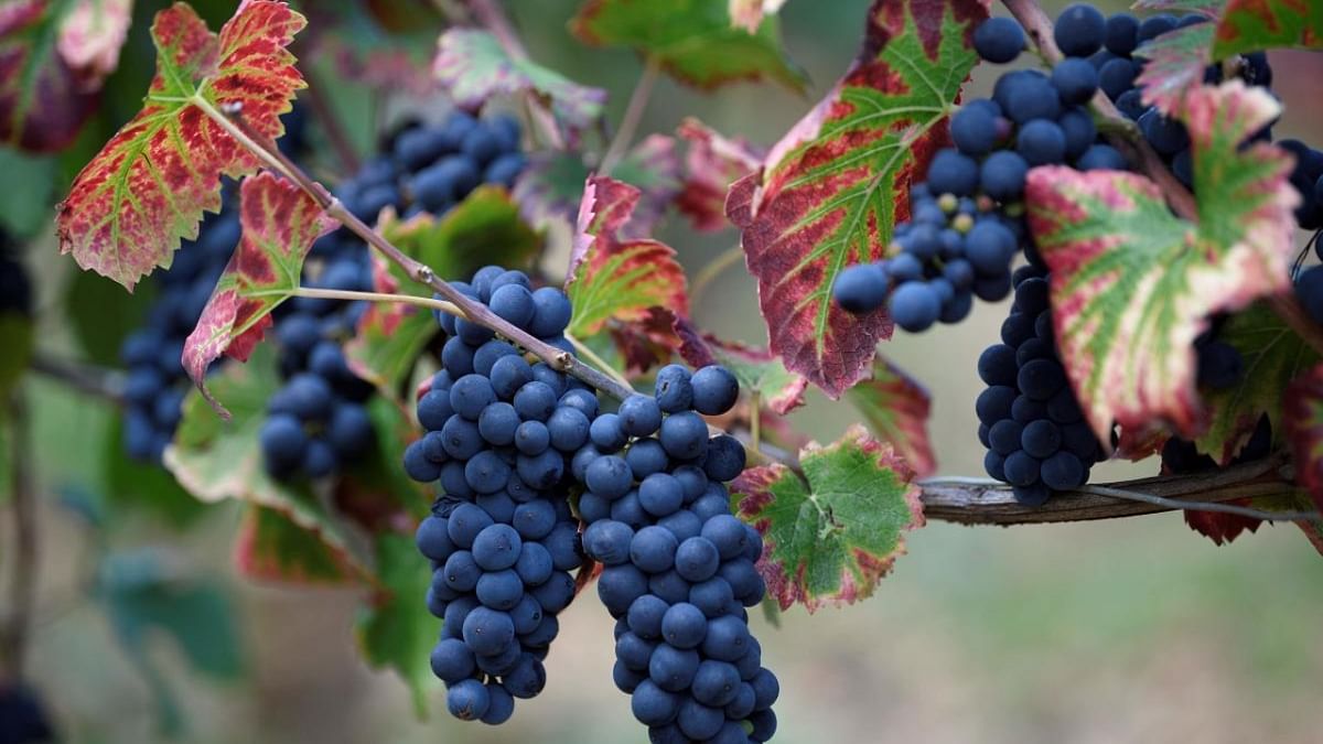 Three new varieties bring 'berry' good news to grape farmers