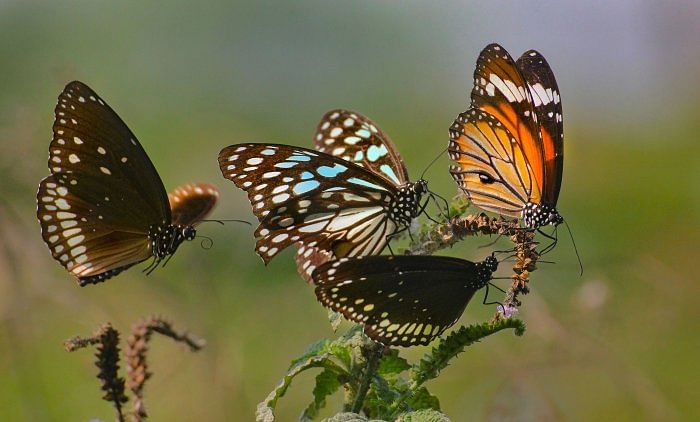 Tripura's lone butterfly park a major tourist attraction
