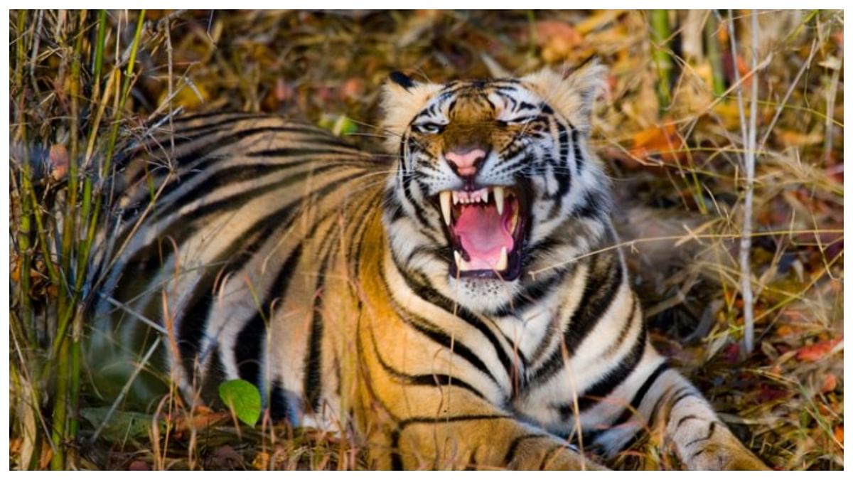 53 people killed in attacks by tigers and leopards in Chandrapur district of Maha in 2022: Forest Minister