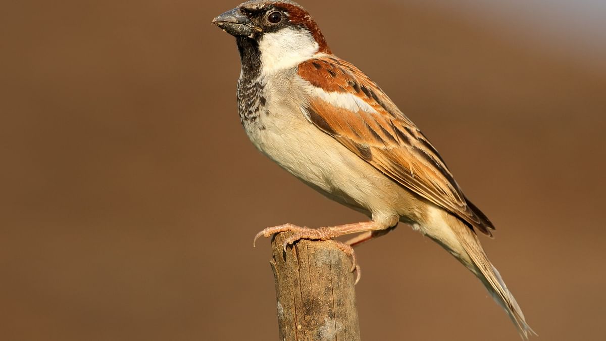 Ode to Sparrows: One for the bird, one for the word