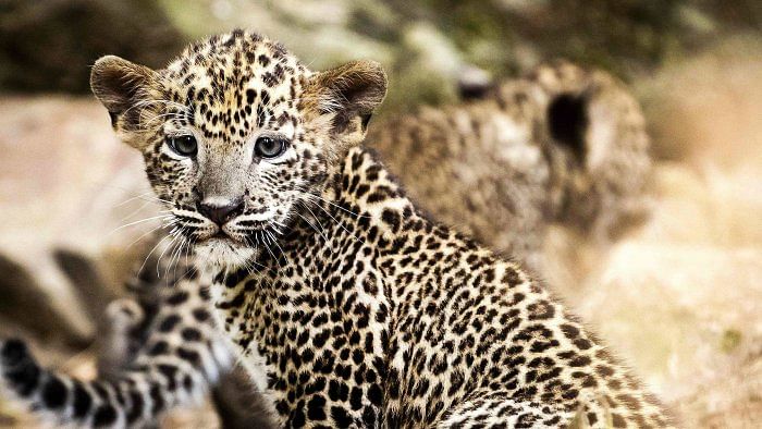 First leopard reunion of new harvest season in Maharashtra