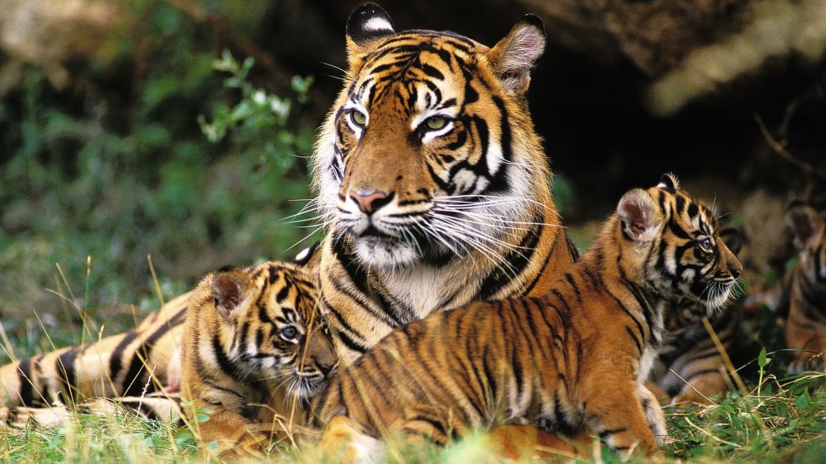 Mumbai: Sanjay Gandhi National Park welcomes four tiger cubs