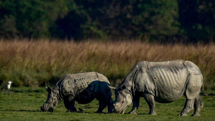 Rhino found dead inside Assam's Kaziranga with horn missing, poaching suspected
