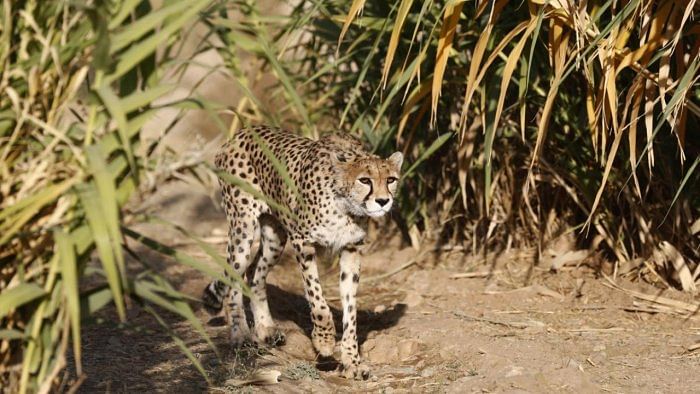 Cheetah Shasha dies due to kidney ailment in MP's Kuno National Park