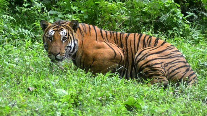 Tigress, three cubs spotted in Mysuru taluk