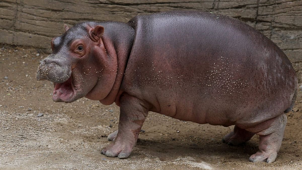 Transferring Pablo Escobar's hippos to cost $3.5 million