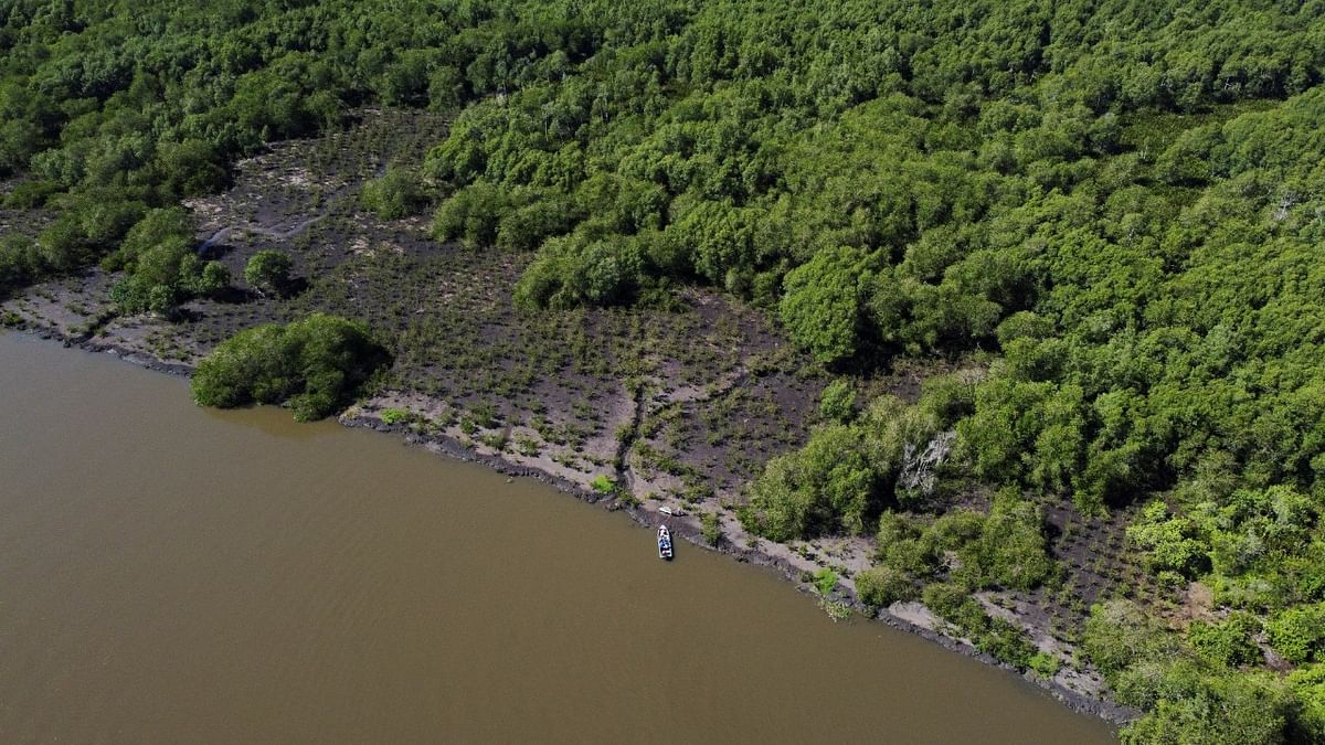 Power plants, shrinking mangroves threaten K'taka coastline and livelihoods