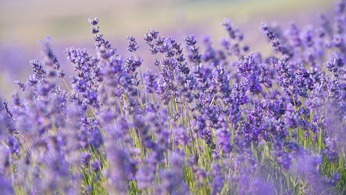 Himachal Pradesh to collaborate with Centre to promote lavender cultivation
