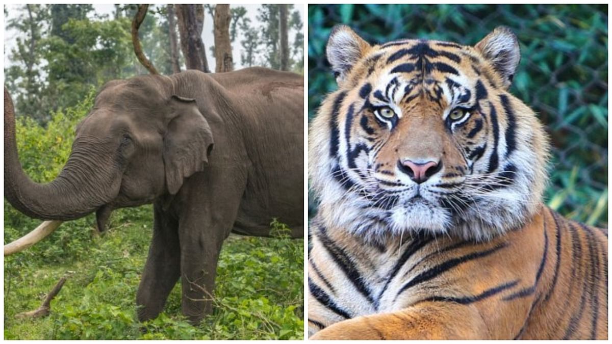 Common fund for Project Tiger, Project Elephant starting this financial year