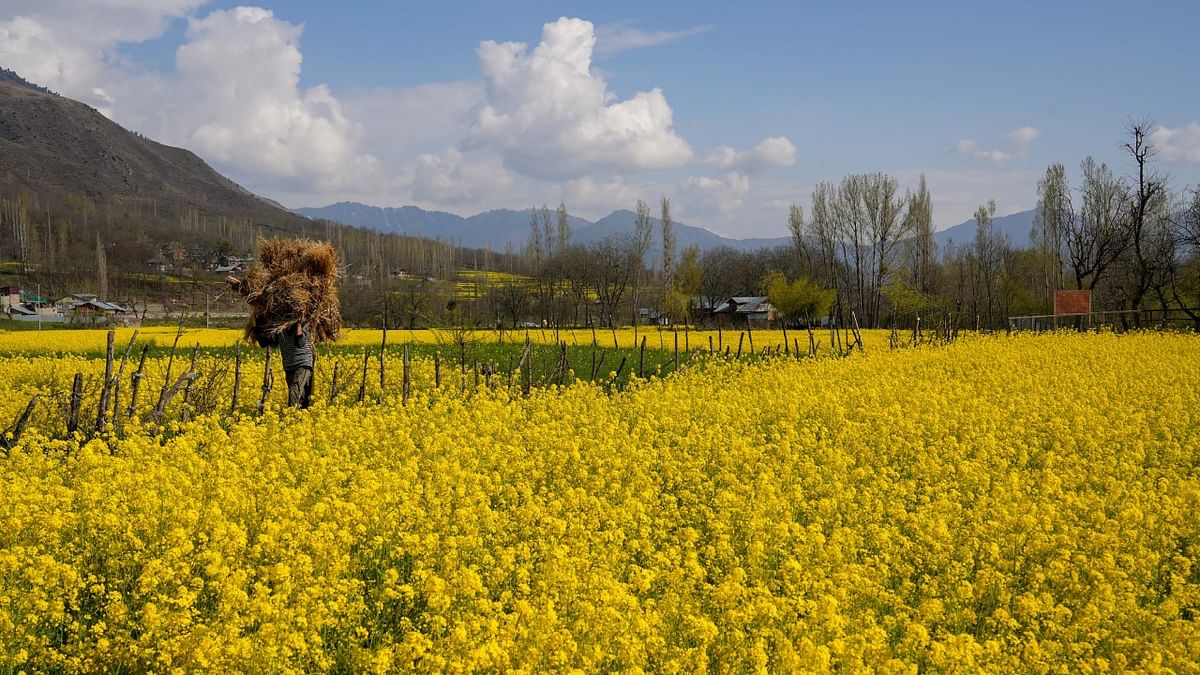 Yellow revolution: Mustard farming becomes popular in Kashmir Valley