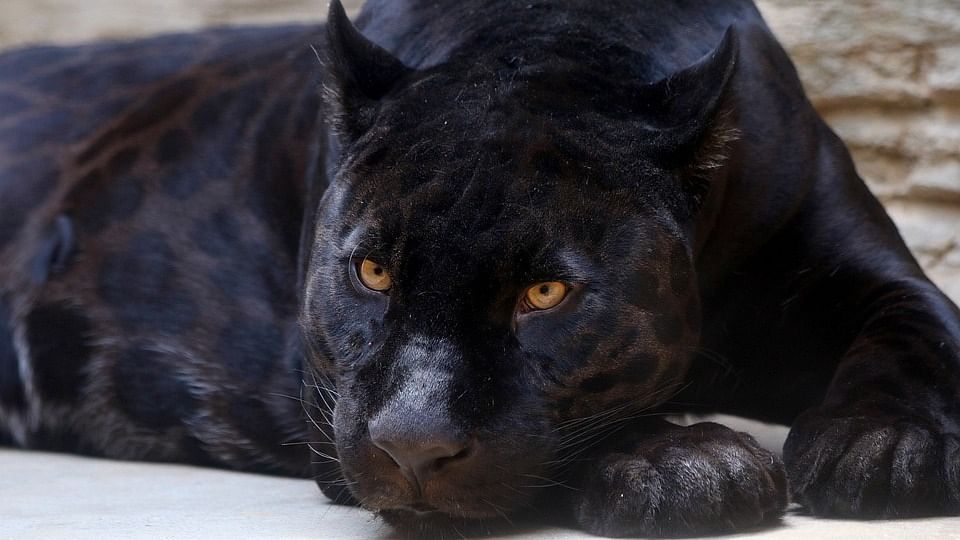 Karnataka forest officials to aid Goa's efforts to rehabilitate black panther 