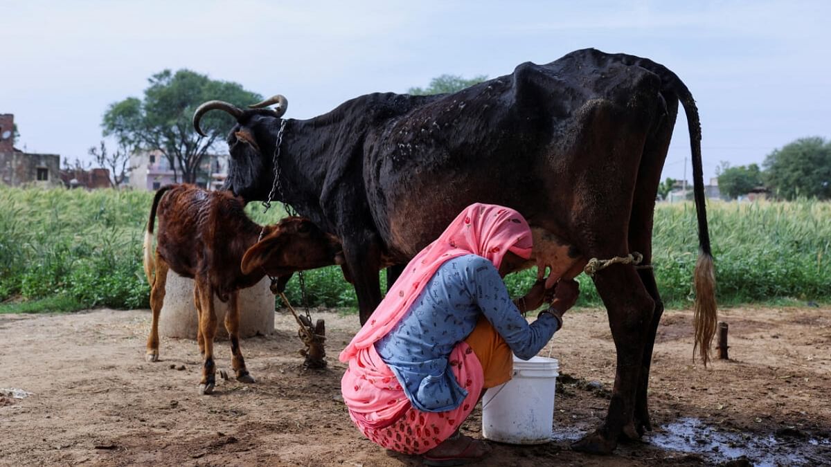 Milk imports soar as disease hits local cattle stock