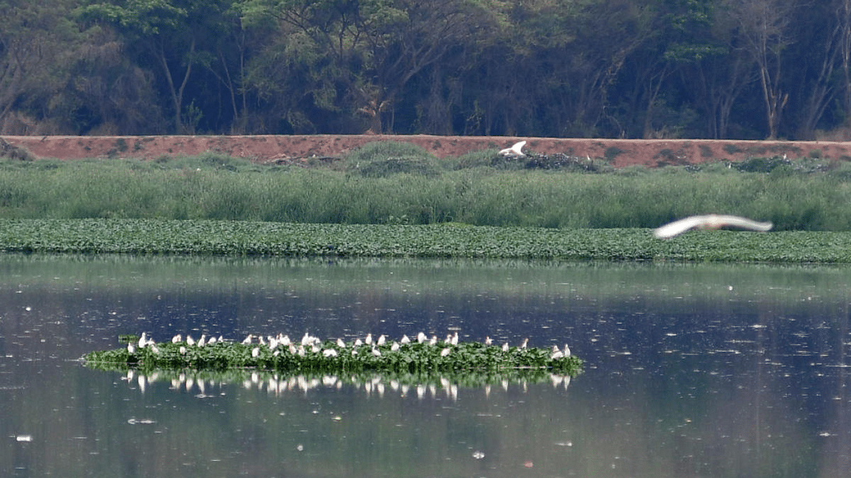 Bellandur lake rejuvenation: Experts concerned by ‘unscientific’ approach