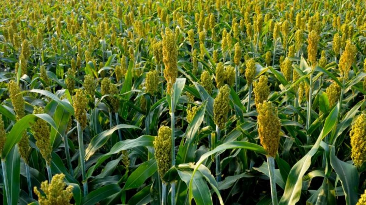 From India to Lagos, can 'superfood' millet make climate comeback?