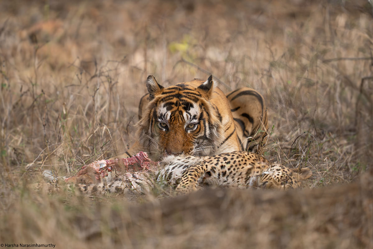 Tiger eats leopard: Bengaluru man's click goes viral