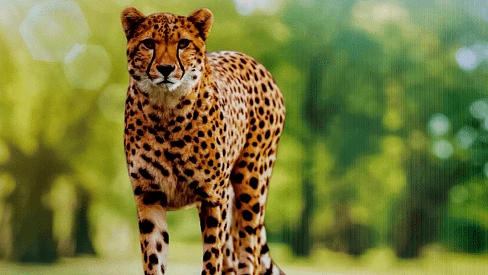 Cheetah Oban that strayed out of Madhya Pradesh's Kuno National Park brought back