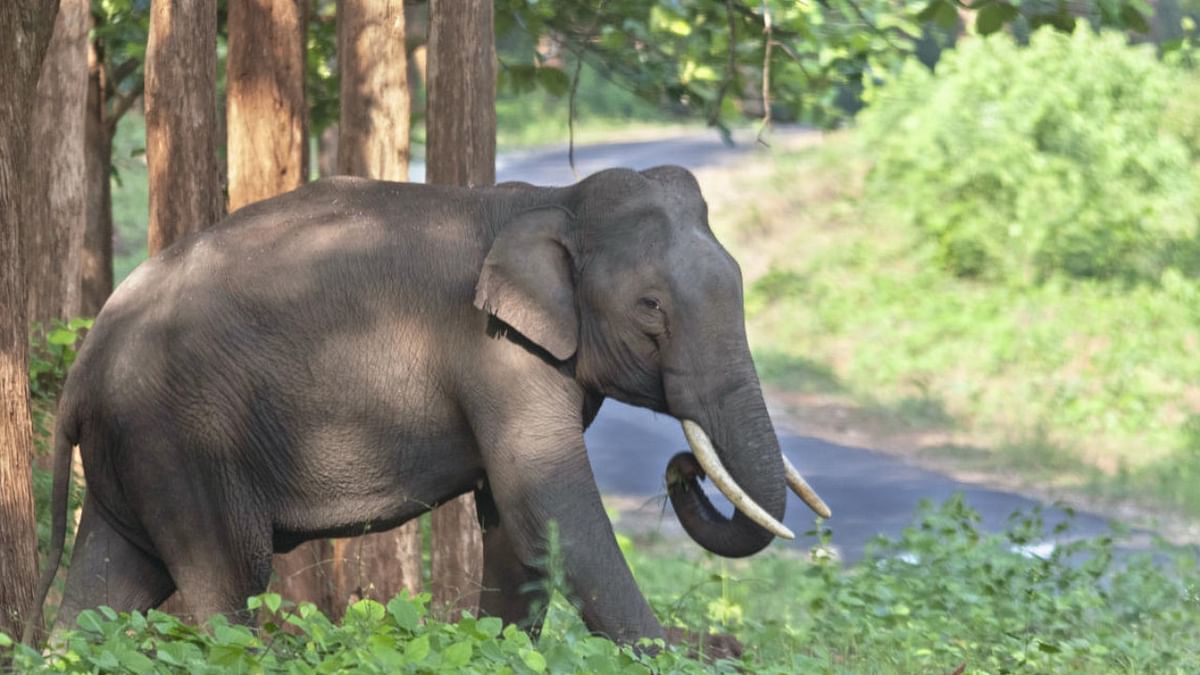 Project Elephant turns 30: Challenge is to secure corridors