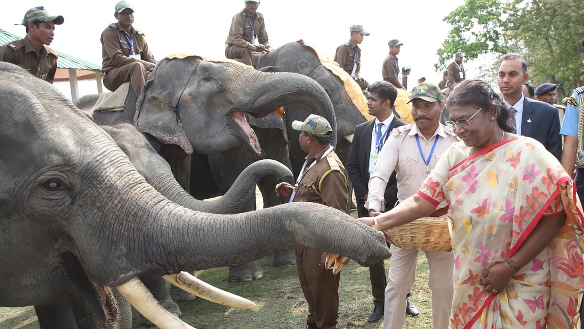 President Murmu in Assam, stresses on ecological justice, protecting elephants 