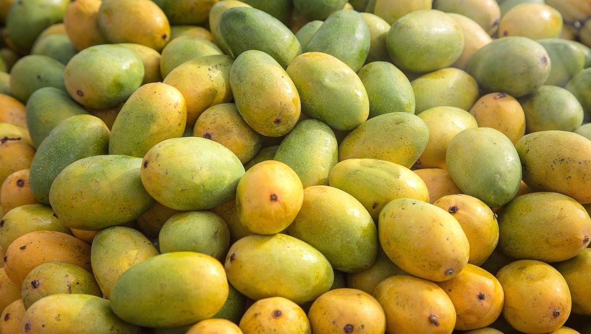 Eat now, pay later: Pune trader offers mangoes on EMI
